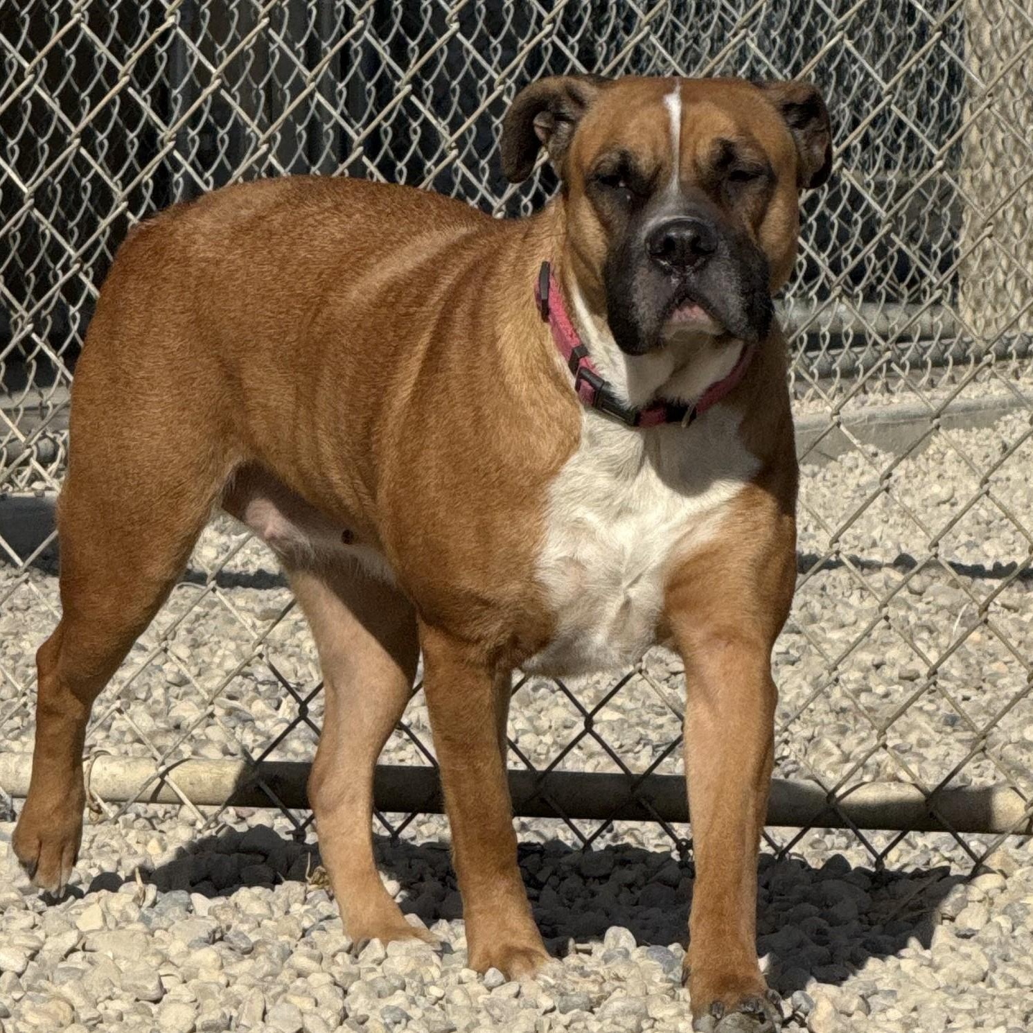 Enlarge Sierra, a Adopted mixed breed in Wilmington, OH image 2/6
