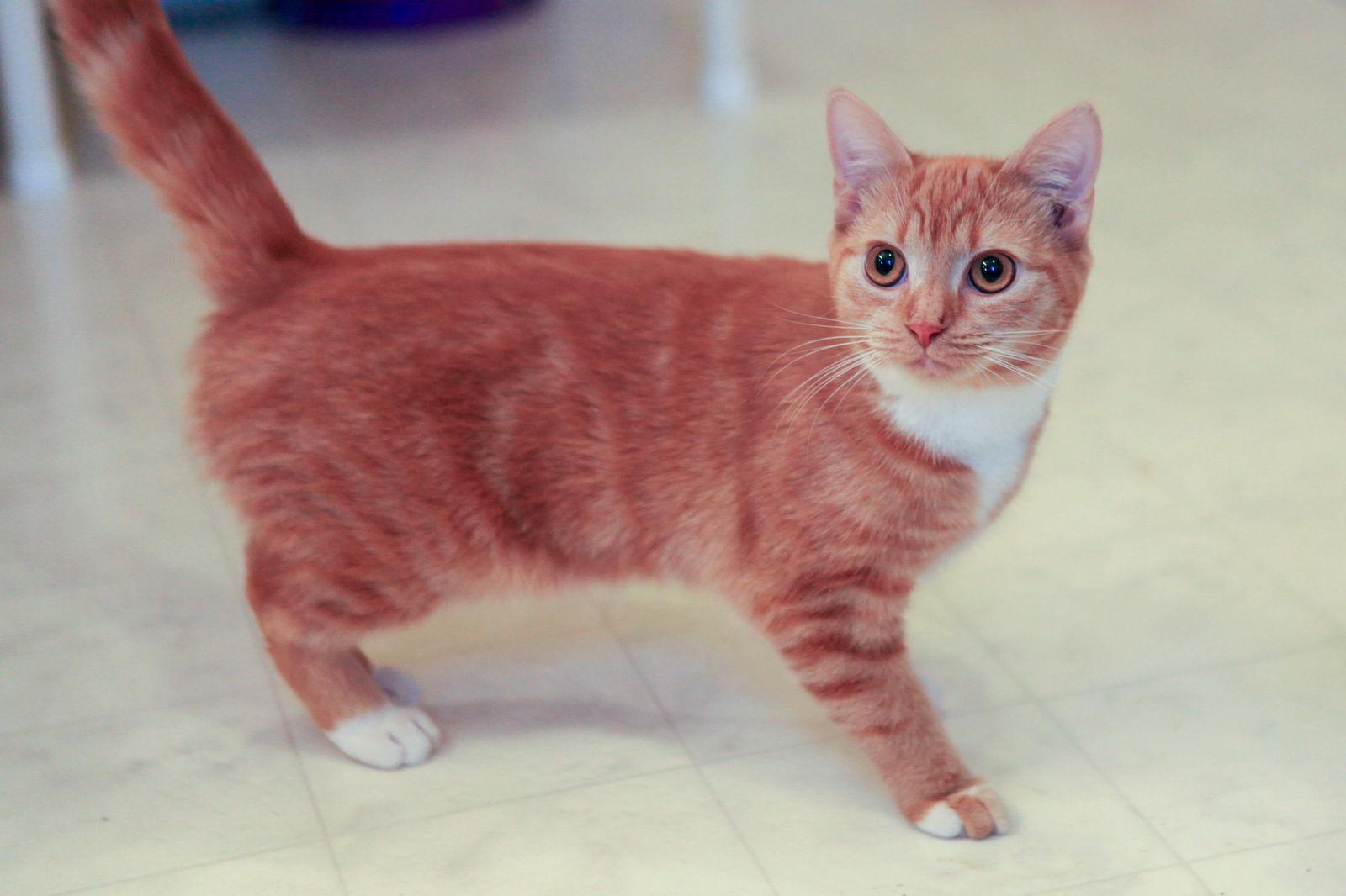 Sadie - NC, a Adopted mixed breed in Liberty, NC image 1/3