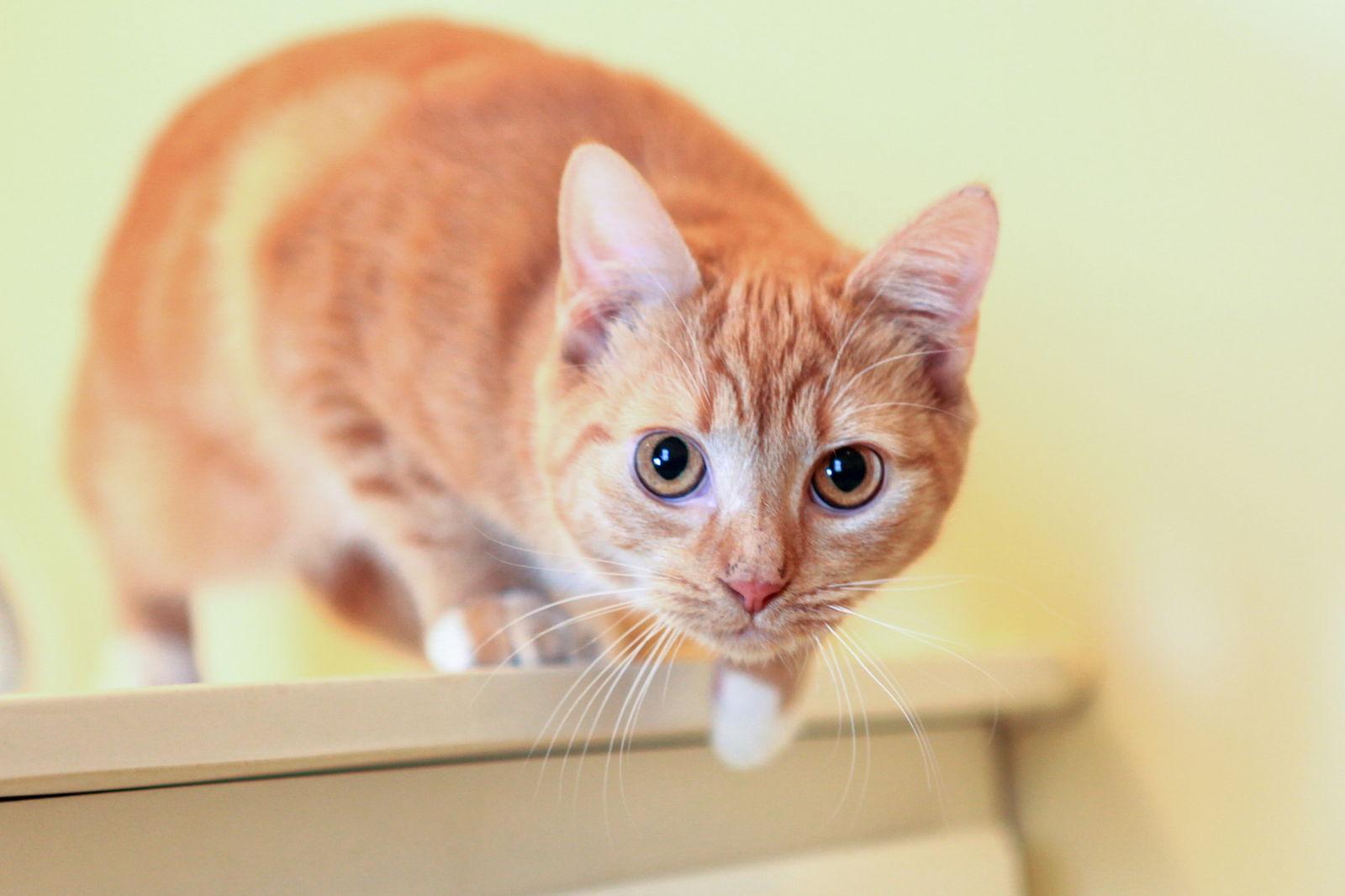 Sadie - NC, a Adopted mixed breed in Liberty, NC image 2/3