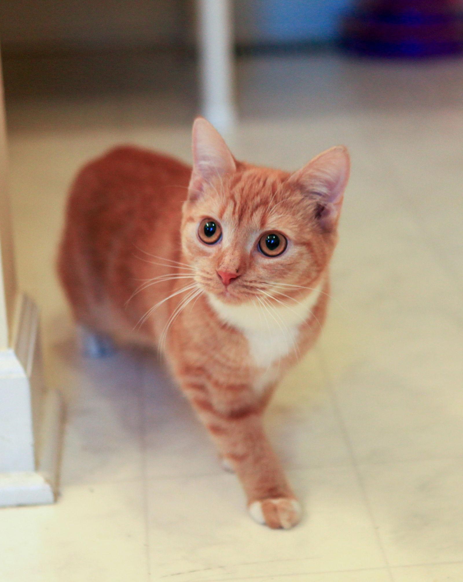 Sadie - NC, a Adopted mixed breed in Liberty, NC image 3/3