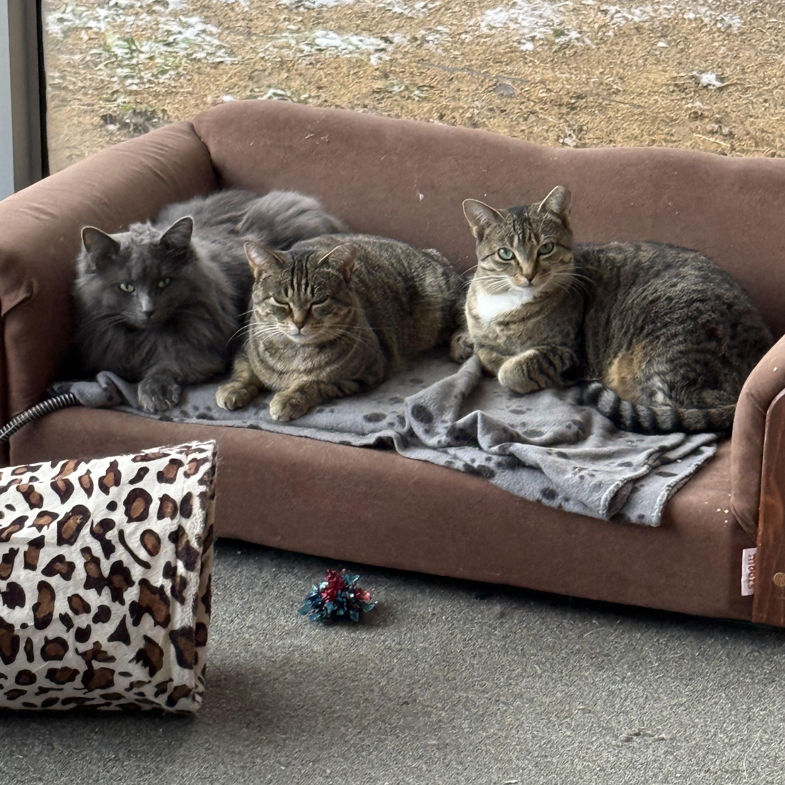 Enlarge Marina and Murphie (bonded pair), a Adoptable Domestic Short Hair in Oak Park, MI image 5/6