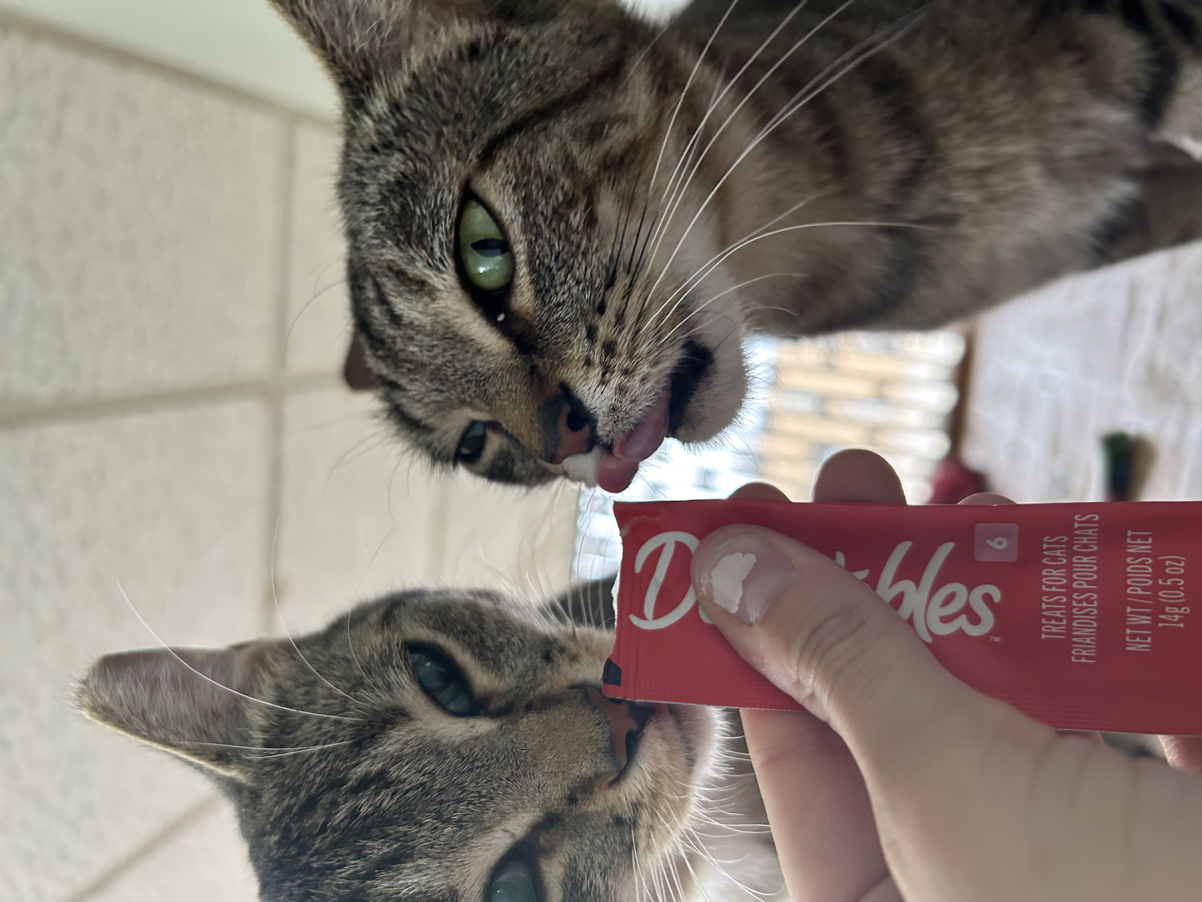 Enlarge Marina and Murphie (bonded pair), a Adoptable Domestic Short Hair in Oak Park, MI image 4/6