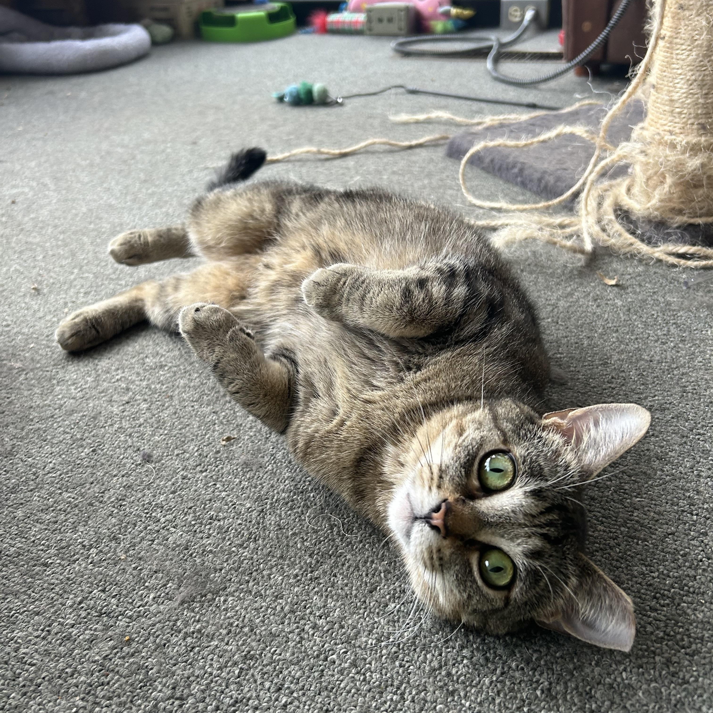 Marina and Murphie (bonded pair)