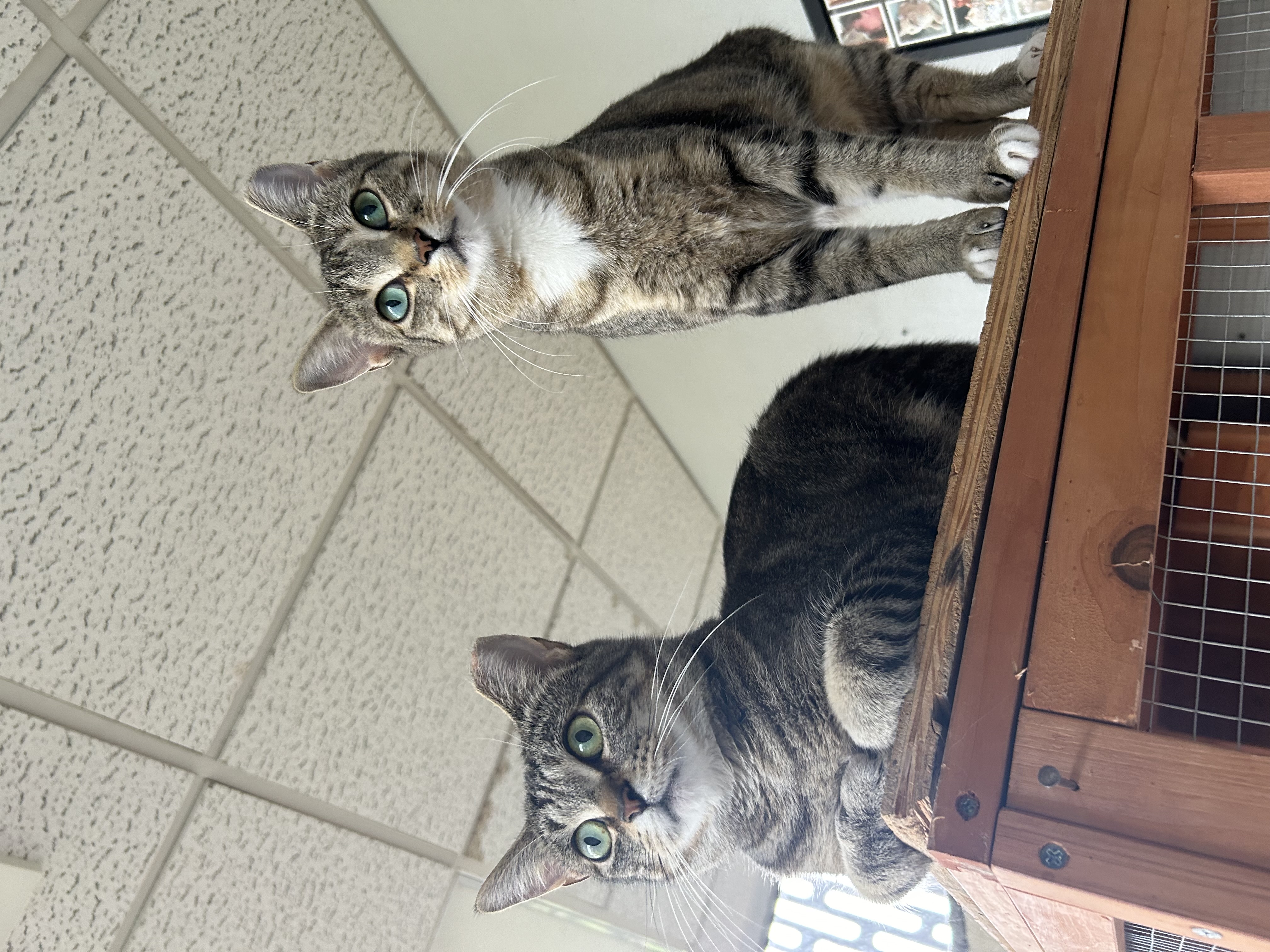 Marina and Murphie (bonded pair)