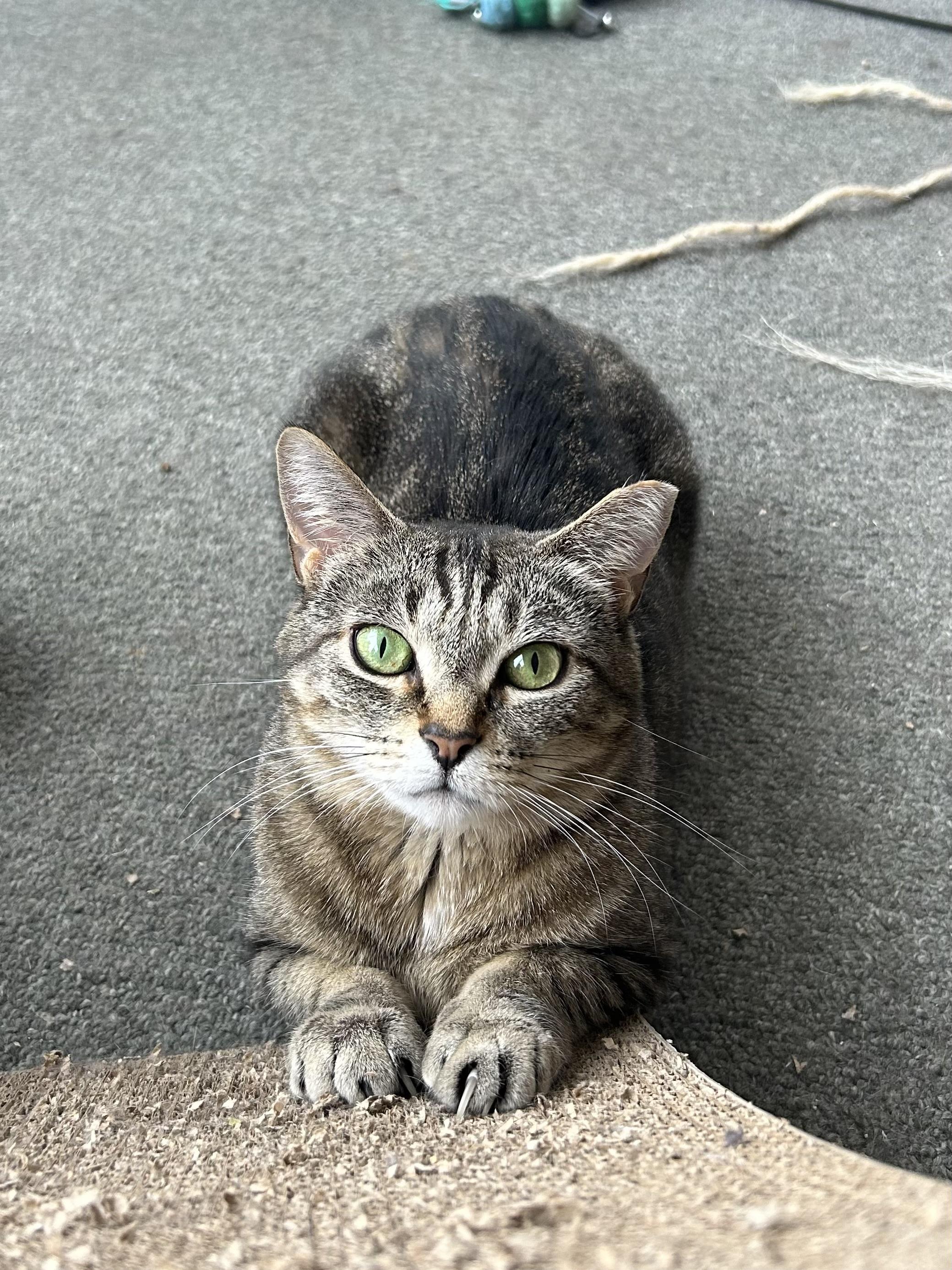 Enlarge Marina and Murphie (bonded pair), a Adoptable Domestic Short Hair in Oak Park, MI image 2/6