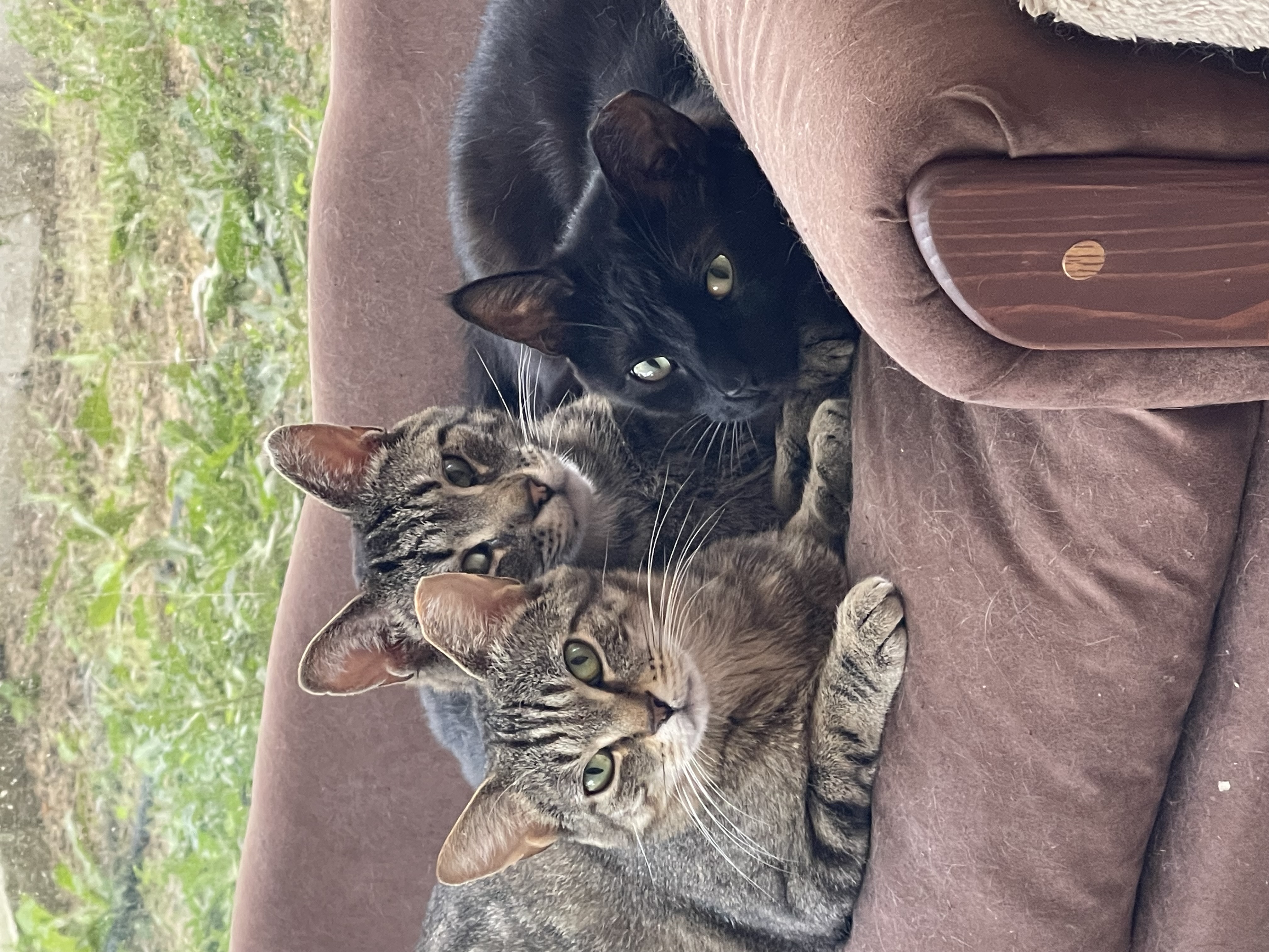 Marina and Murphie (bonded pair)