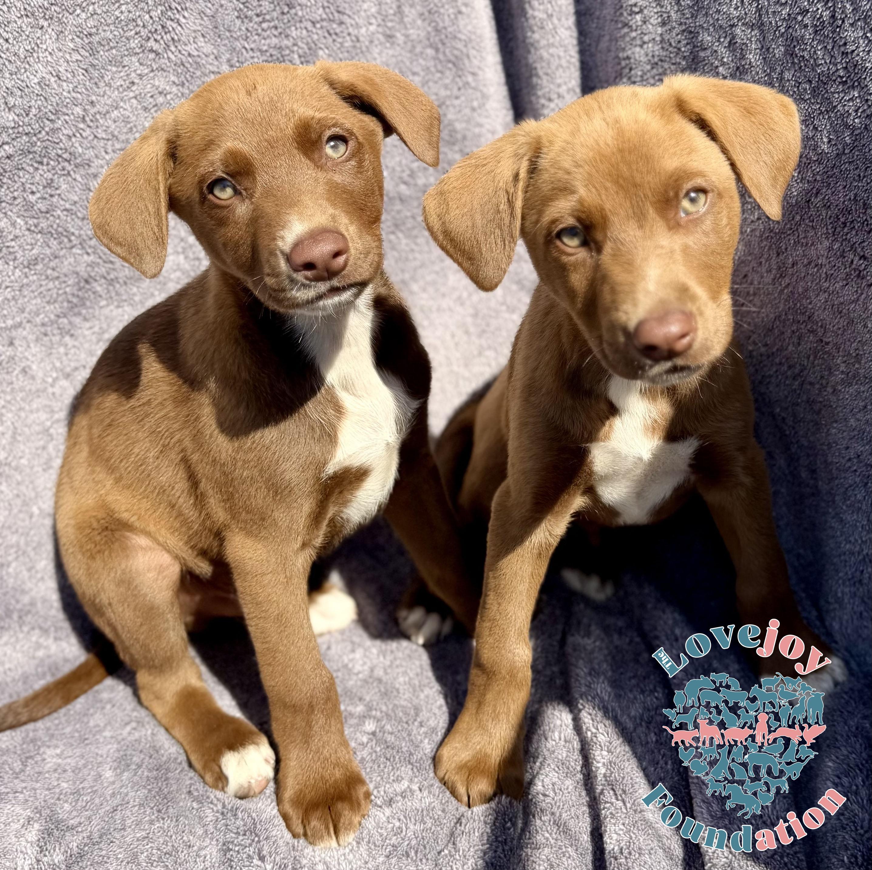 Enlarge Queen Litter COH, an adopted mixed breed in Inglewood, CA image 1/2