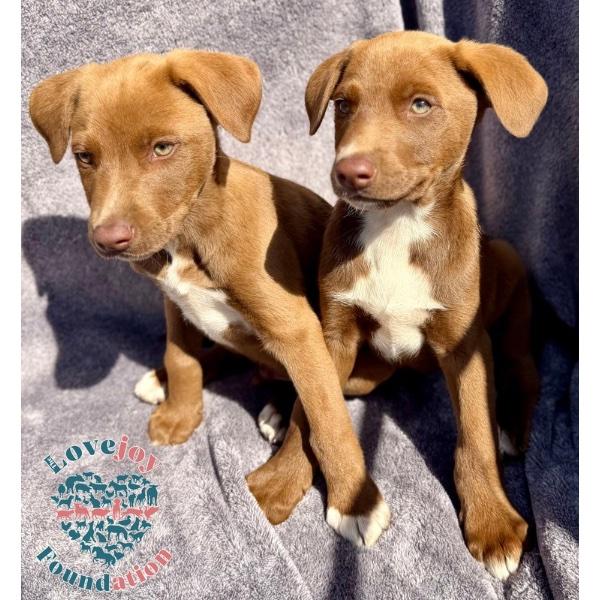 Enlarge Queen Litter COH, an adopted mixed breed in Inglewood, CA image 2/2