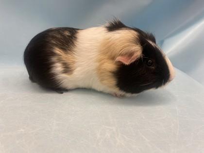 Sprinkles, Adoptable, Adult Male Guinea Pig.
