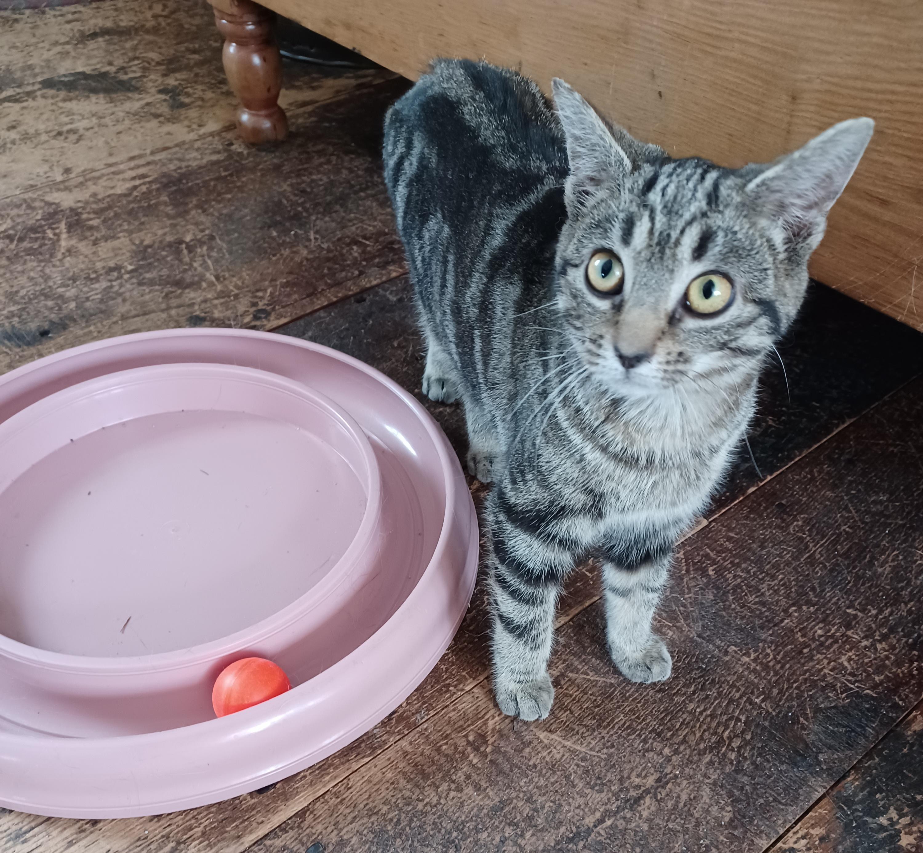 Twiggy, adopted, Kitten Female Domestic Short Hair.