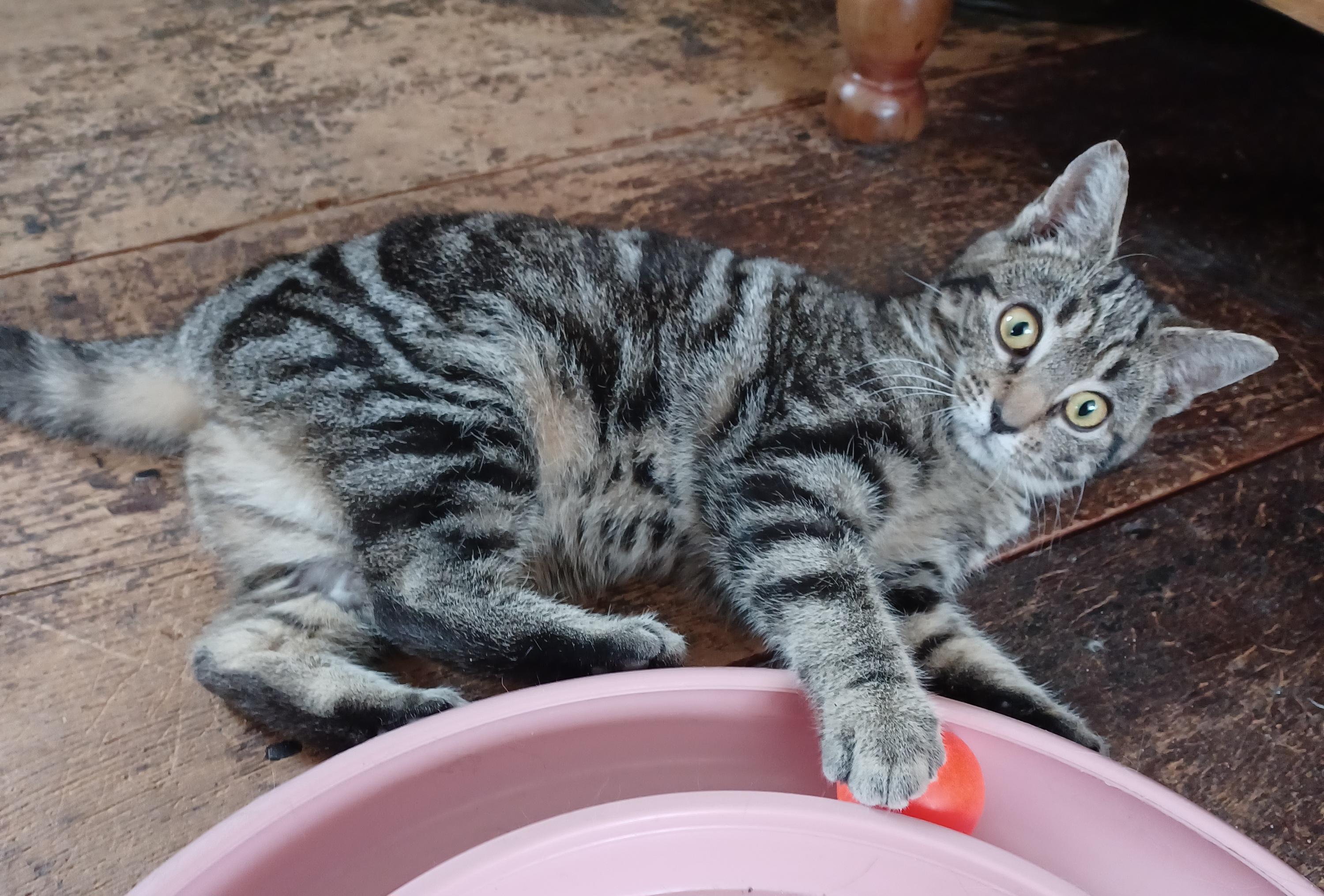 Enlarge Twiggy, an adopted Domestic Short Hair in Lemoyne, PA image 3/3