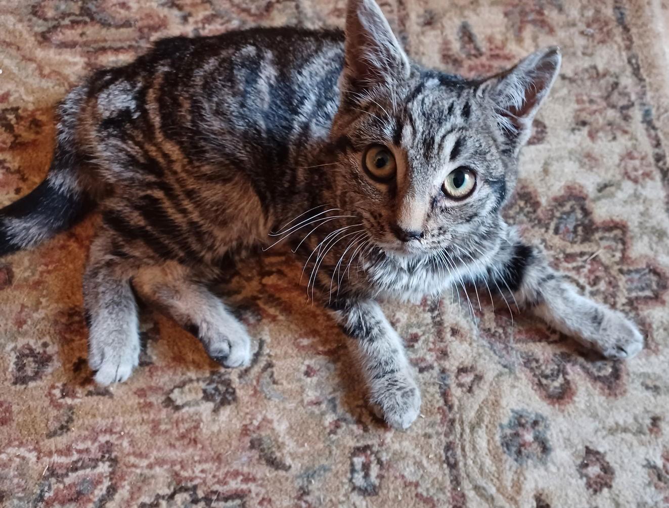 Enlarge Twiggy, an adopted Domestic Short Hair in Lemoyne, PA image 2/3