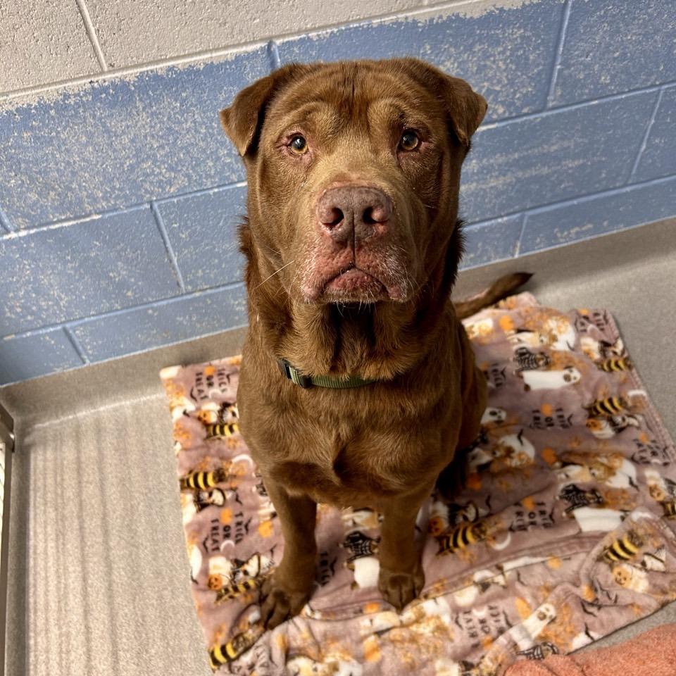 Enlarge Wilson, a Adoptable mixed breed in Chattanooga, TN image 1/6