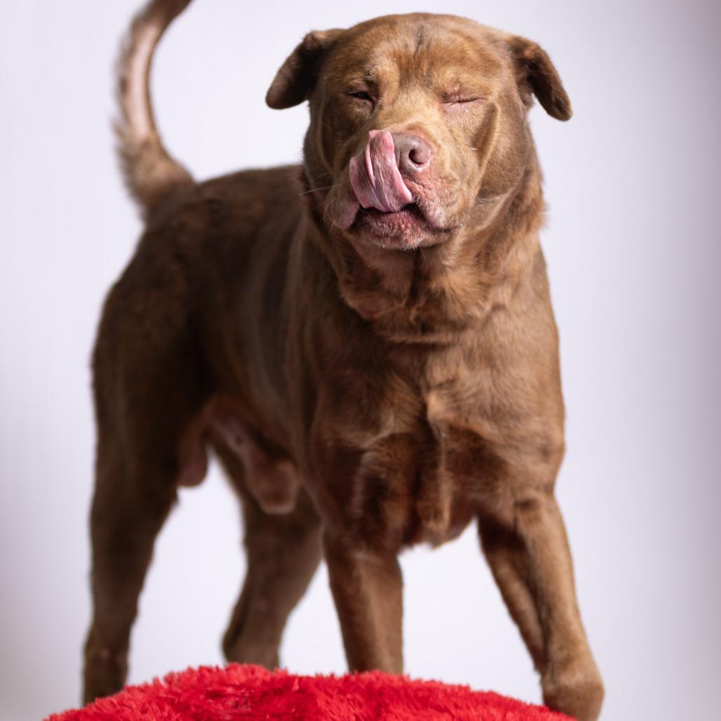 Enlarge Wilson, a Adoptable mixed breed in Chattanooga, TN image 2/6