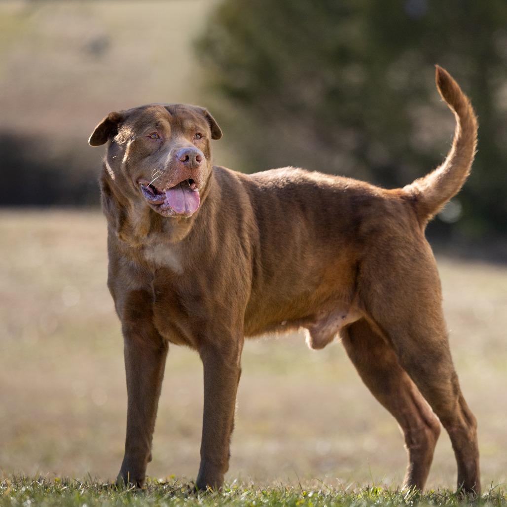 Enlarge Wilson, a Adoptable mixed breed in Chattanooga, TN image 2/6