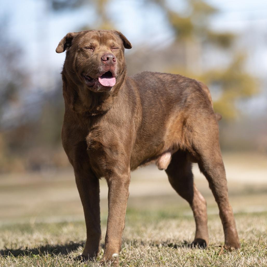 Enlarge Wilson, a Adoptable mixed breed in Chattanooga, TN image 3/6