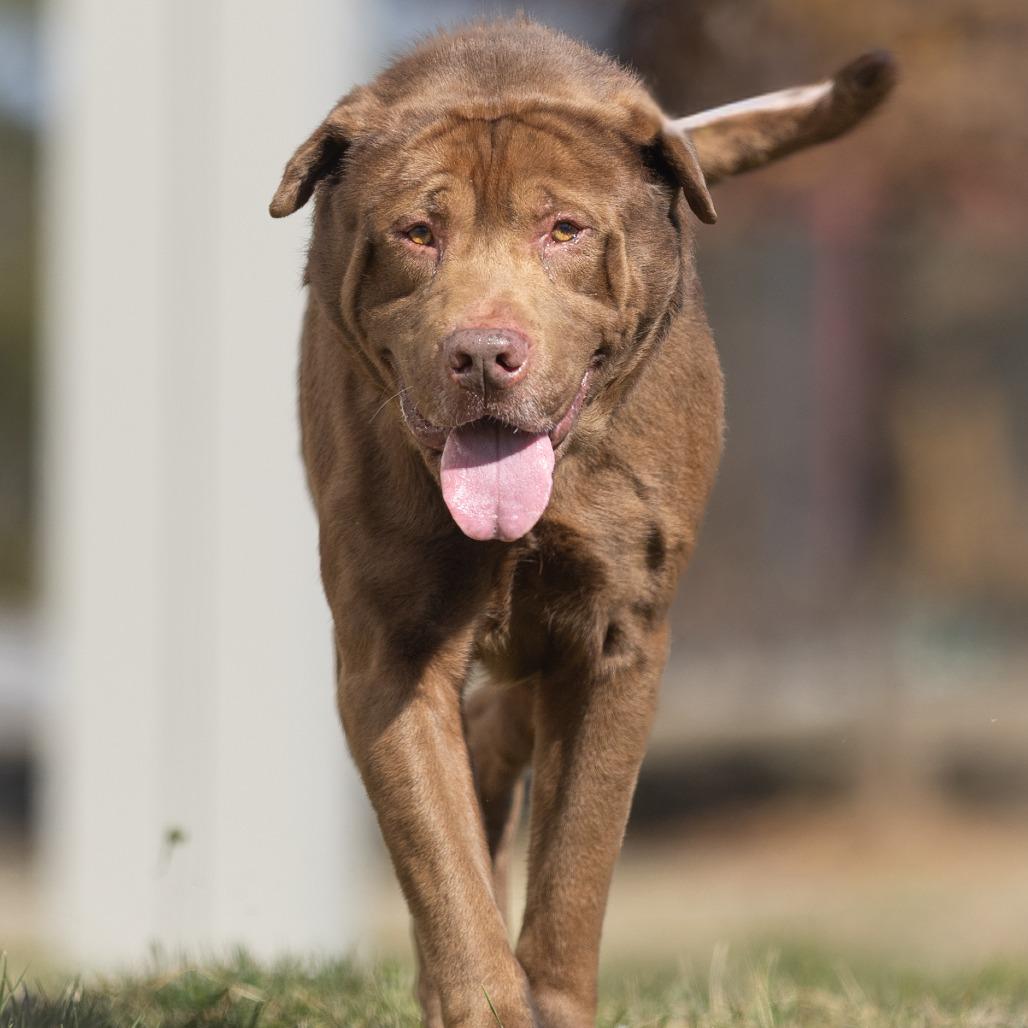 Enlarge Wilson, a Adoptable mixed breed in Chattanooga, TN image 4/6