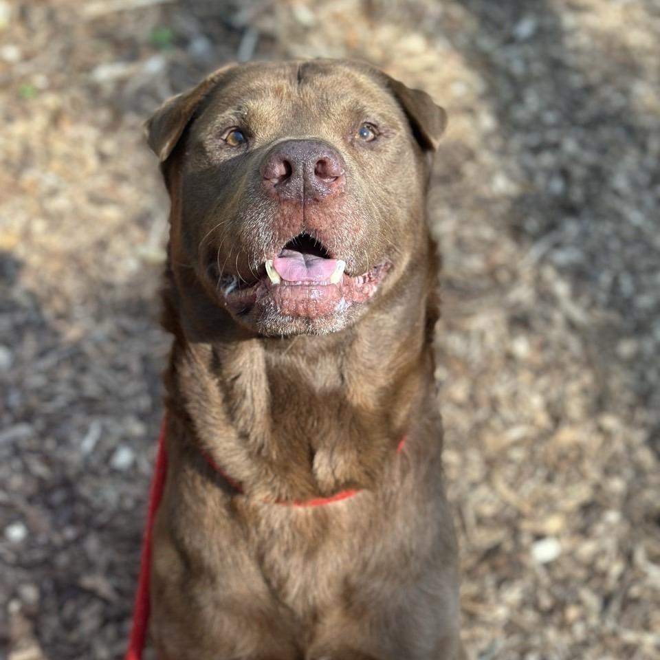 Enlarge Wilson, a Adoptable mixed breed in Chattanooga, TN image 5/6