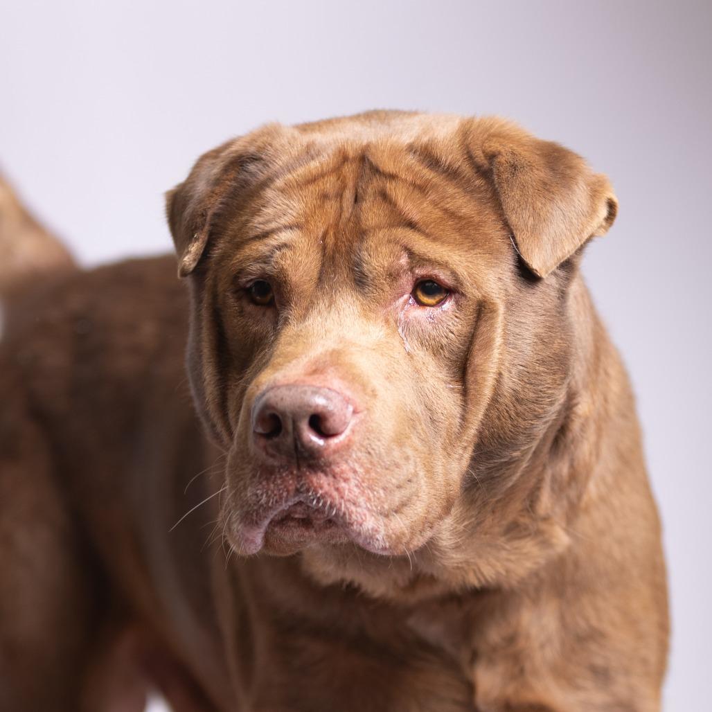 Enlarge Wilson, a Adoptable mixed breed in Chattanooga, TN image 6/6