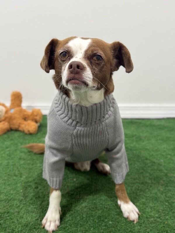 Freddie, an adoptable Puggle, Mixed Breed in Phoenix, AZ, 85004 | Photo Image 1