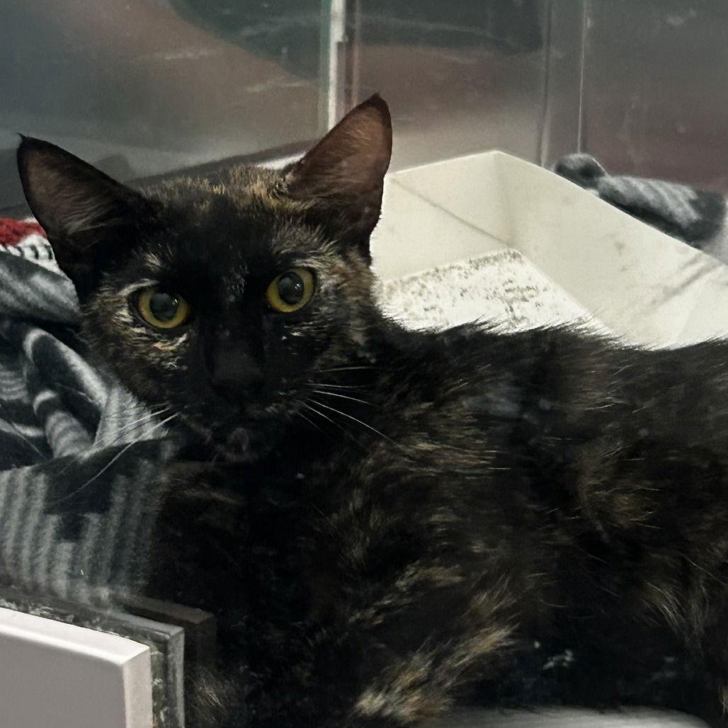 Enlarge Bloom, a Adoptable Domestic Short Hair in Chico, CA image 1/1