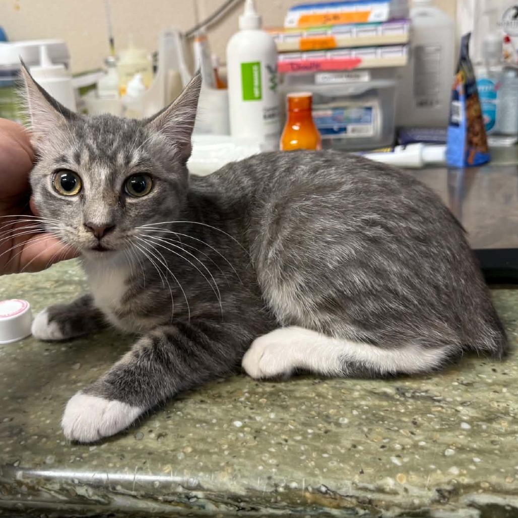 Enlarge Fran, a Adoptable mixed breed in Pine Mountain, GA image 1/1