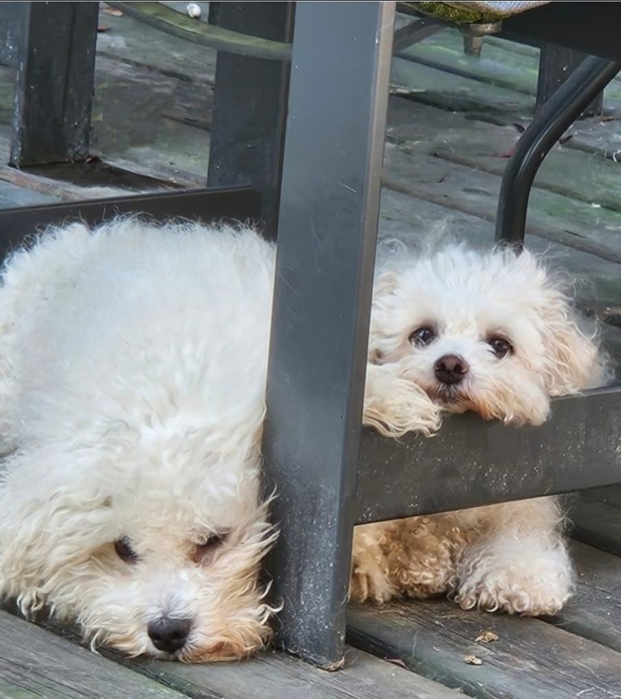 Leona and Lilith, a ADOPTABLE mixed breed in Vancouver, BC image 6/6