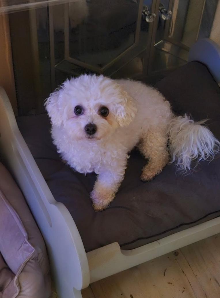 Leona and Lilith, a ADOPTABLE mixed breed in Vancouver, BC image 4/6