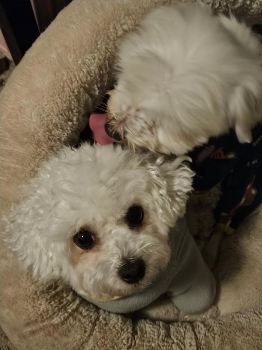 Leona and Lilith, a ADOPTABLE mixed breed in Vancouver, BC image 5/6