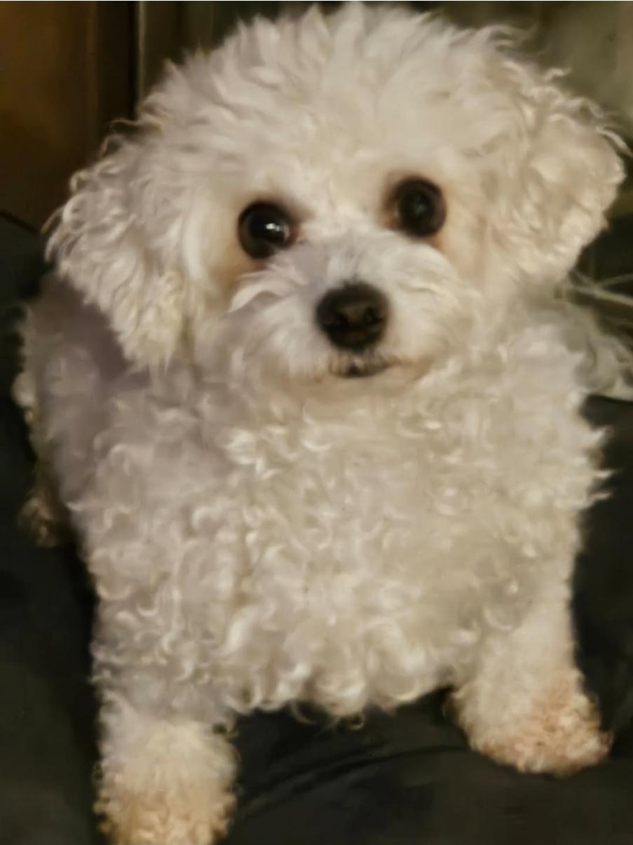 Leona and Lilith, a ADOPTABLE mixed breed in Vancouver, BC image 2/6