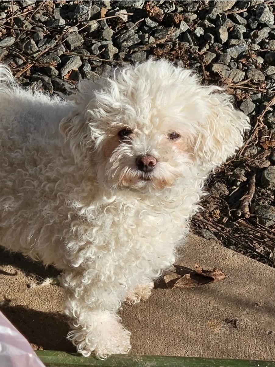 Leona and Lilith, a ADOPTABLE mixed breed in Vancouver, BC image 3/6
