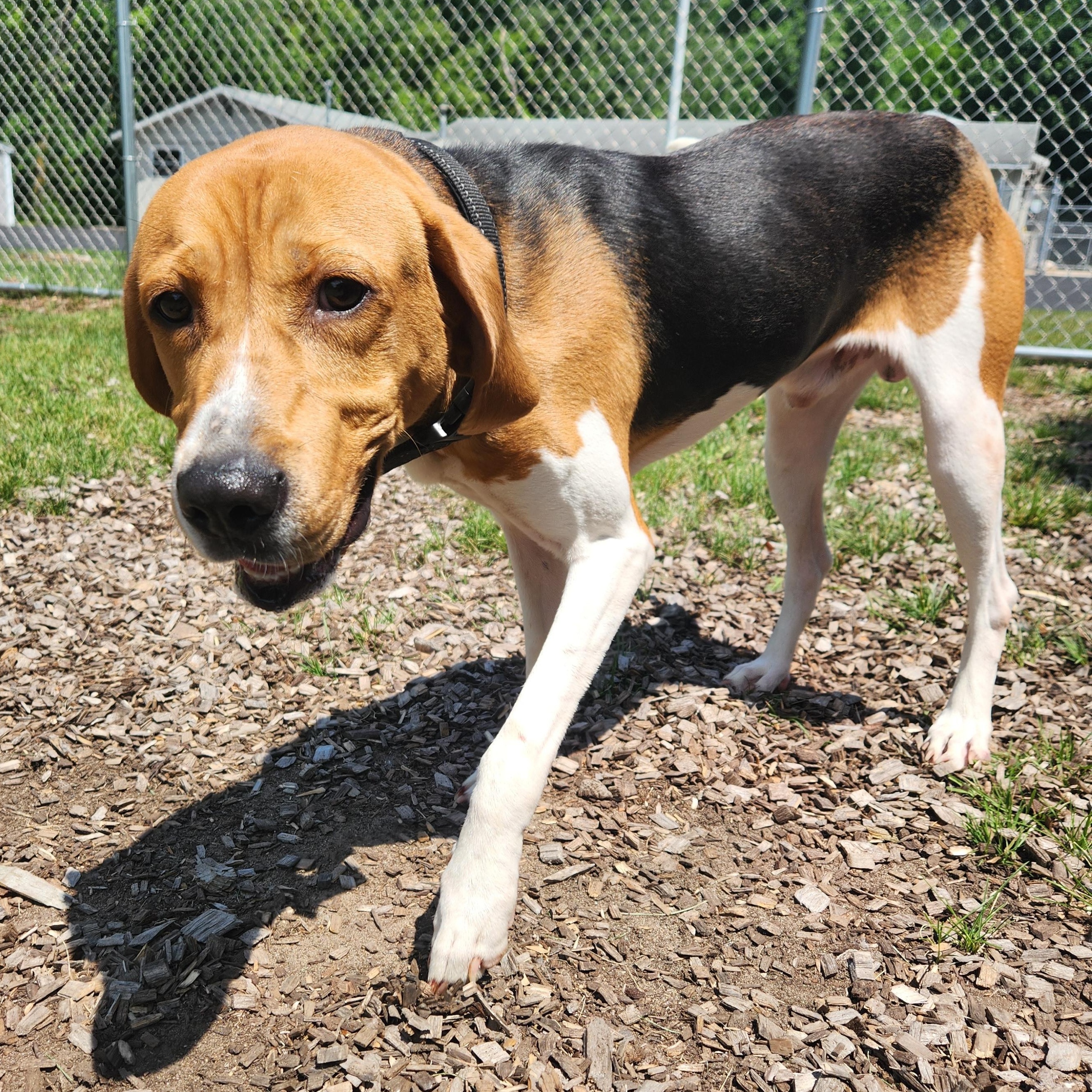 Copper, an adoptable Hound in Mount Pleasant, MI, 48858 | Photo Image 2