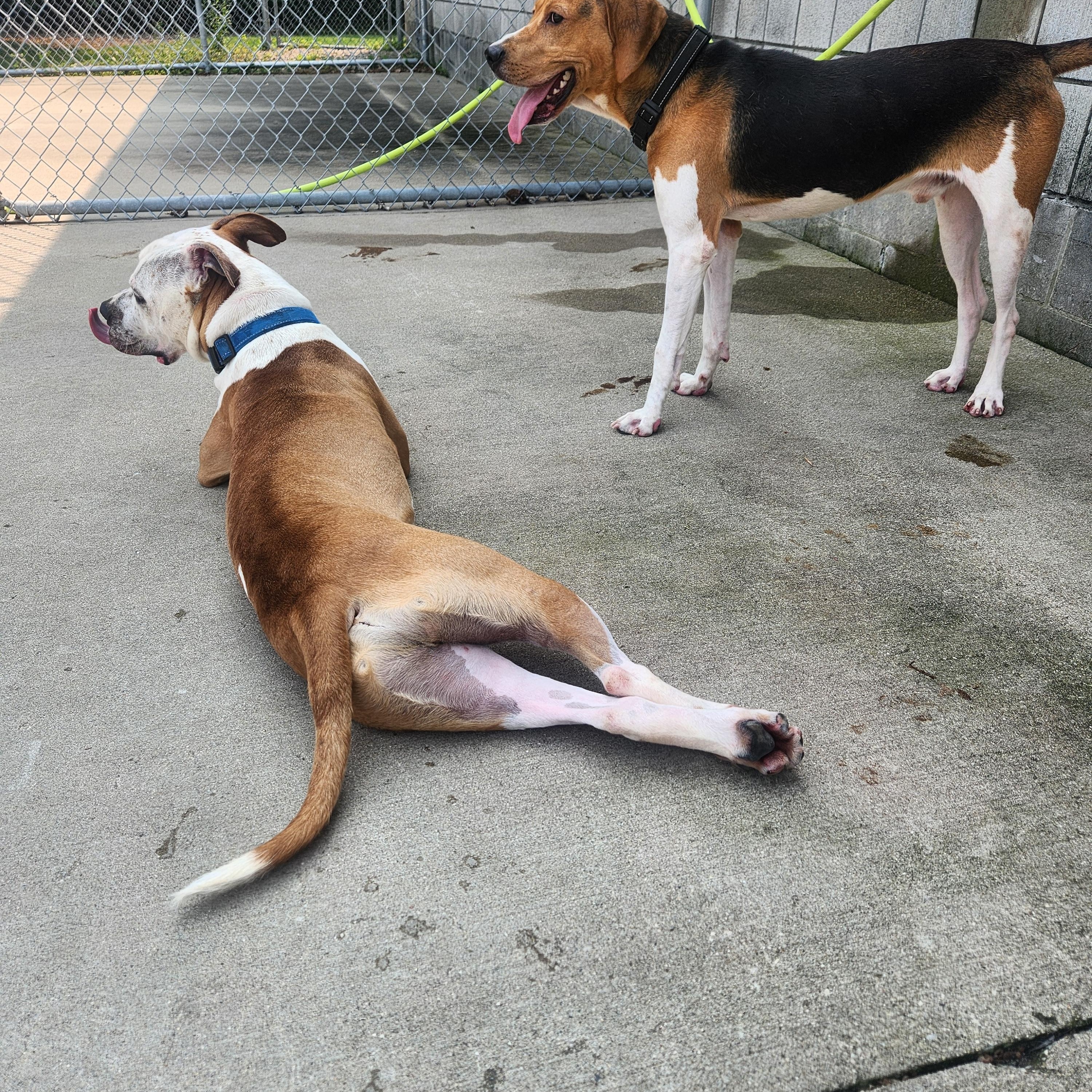 Copper, an adoptable Hound in Mount Pleasant, MI, 48858 | Photo Image 3