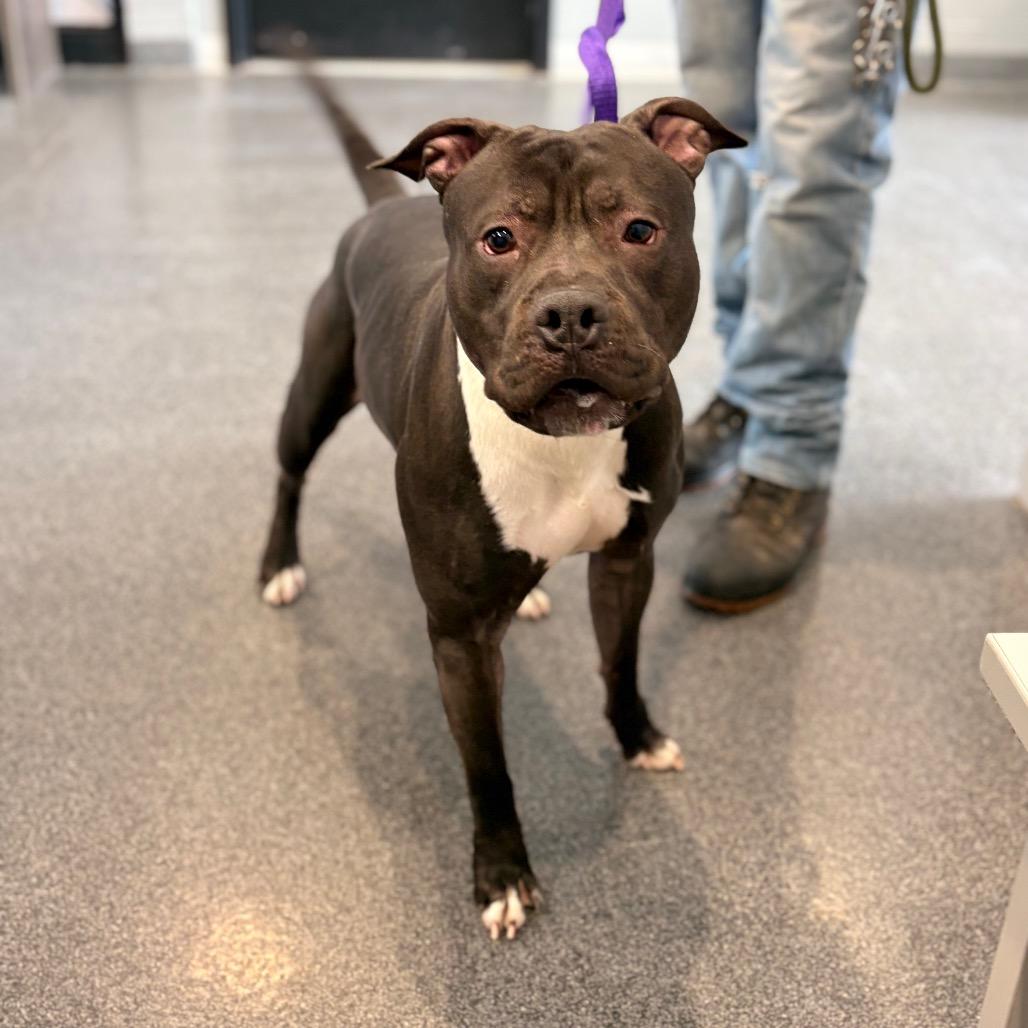 Mushu, Adoptable, Adult Male Mixed Breed.