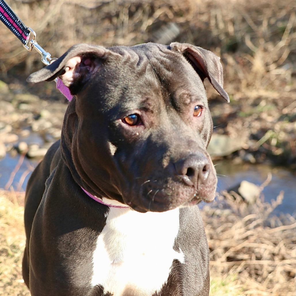 Mushu, a Adoptable Mixed Breed in Allentown, PA image 2/3