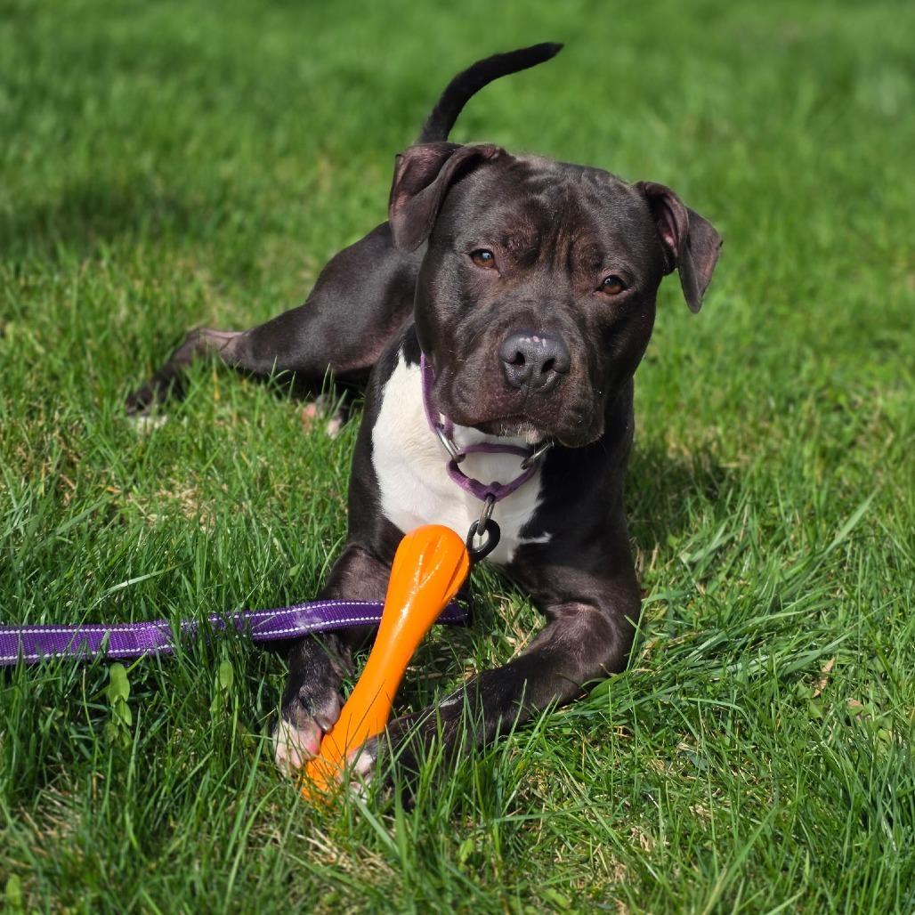Enlarge Mushu, a Adoptable Mixed Breed in Allentown, PA image 3/6