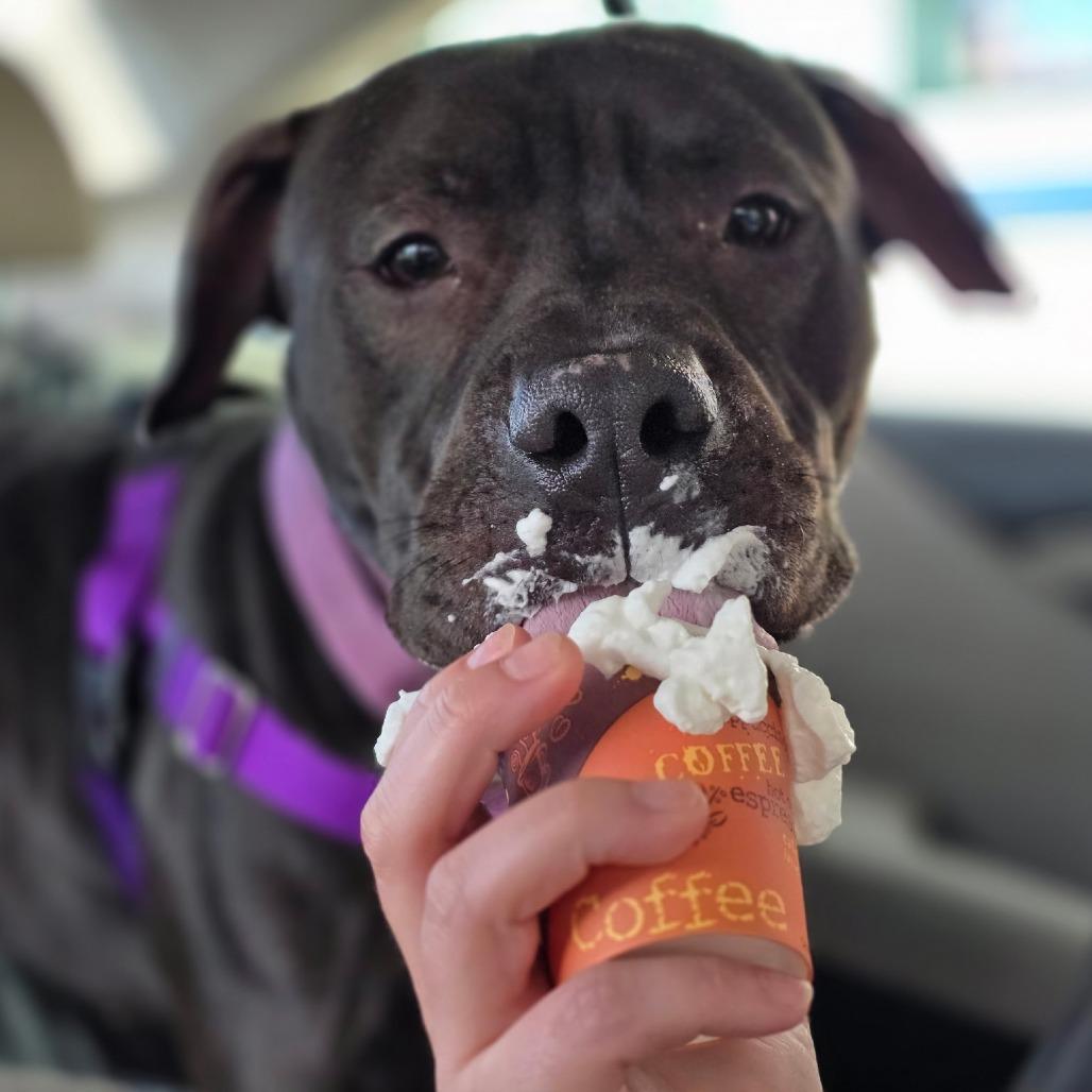 Enlarge Mushu, a Adoptable Mixed Breed in Allentown, PA image 4/6