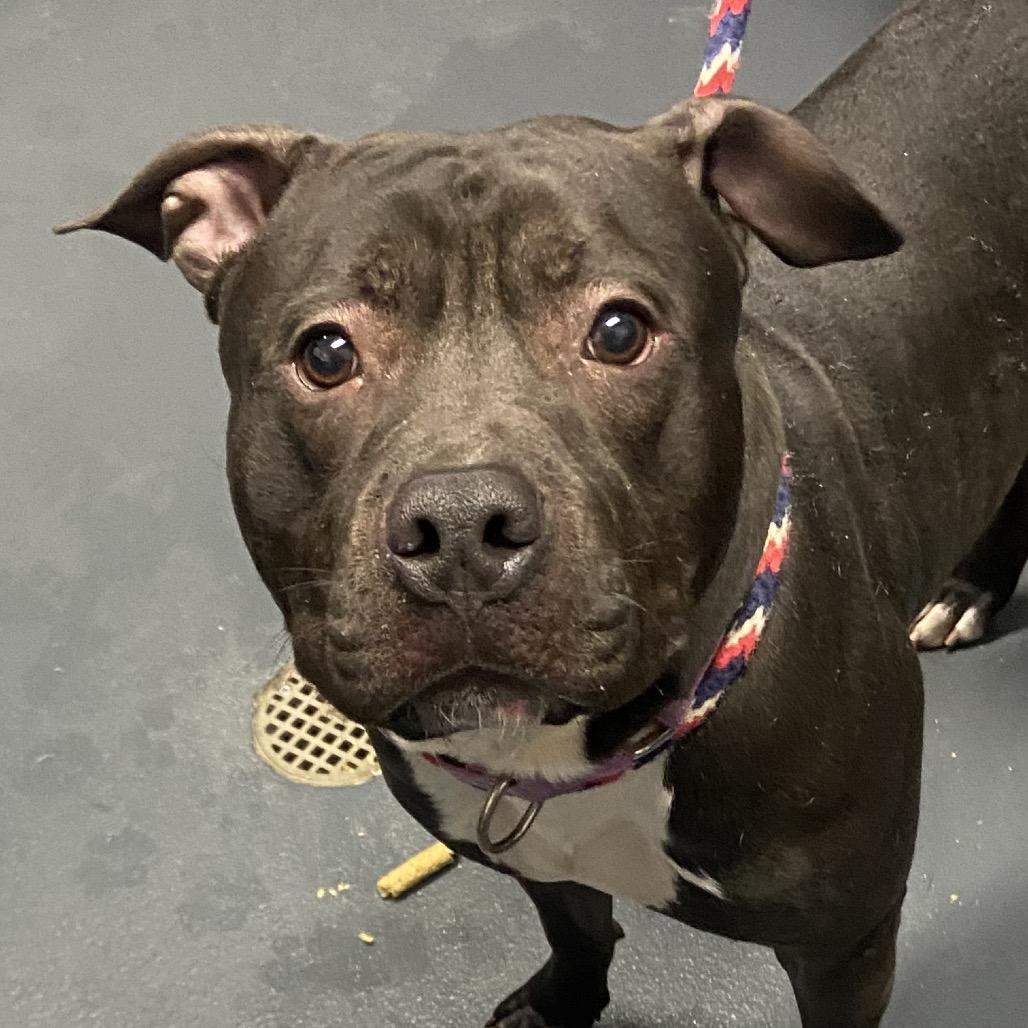 Mushu, a Adoptable Mixed Breed in Allentown, PA image 3/3