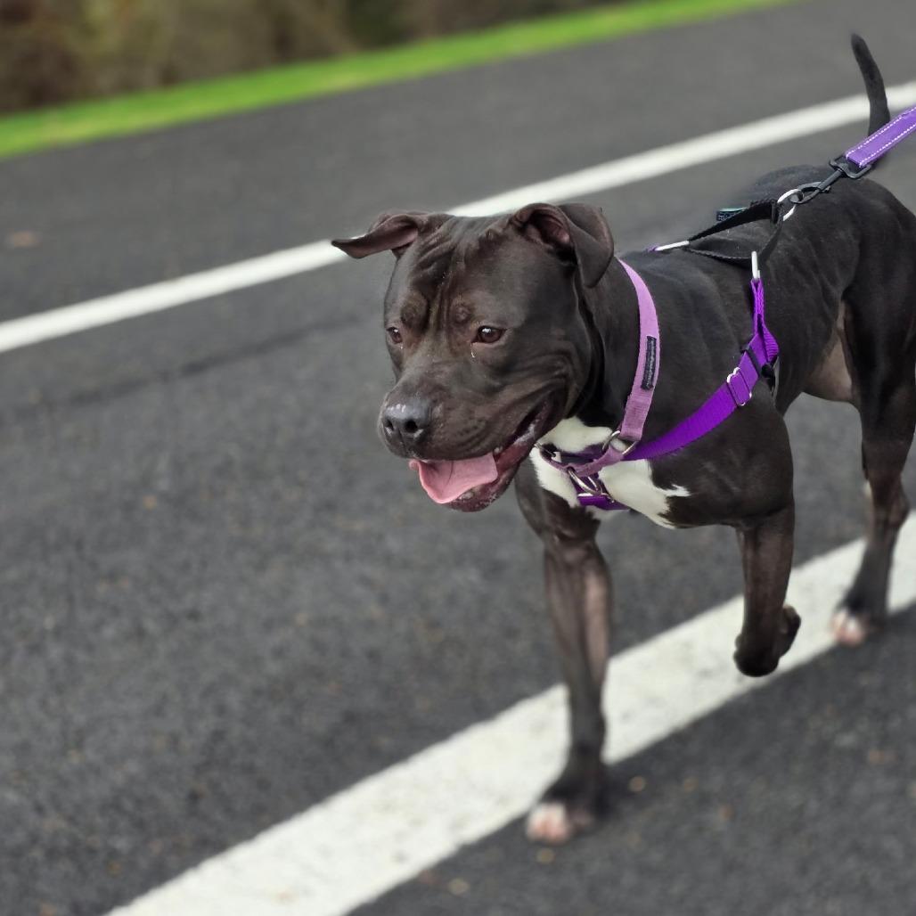 Enlarge Mushu, a Adoptable Mixed Breed in Allentown, PA image 6/6