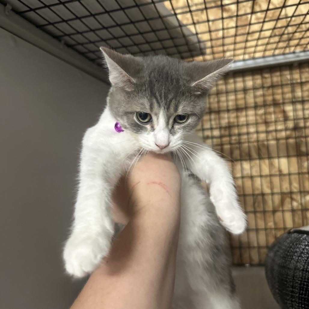 Stewie Griffin, Adoptable, Kitten Male Domestic Short Hair.