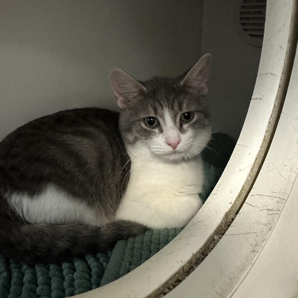 Stewie Griffin, a Adoptable Domestic Short Hair in Clinton, IL image 2/2