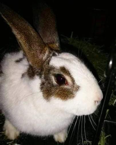 Nougat, Adopted, Adult Male Bunny Rabbit.