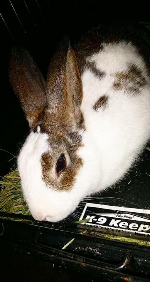 Enlarge Nougat, a Adopted Bunny Rabbit in Ocala, FL image 2/3