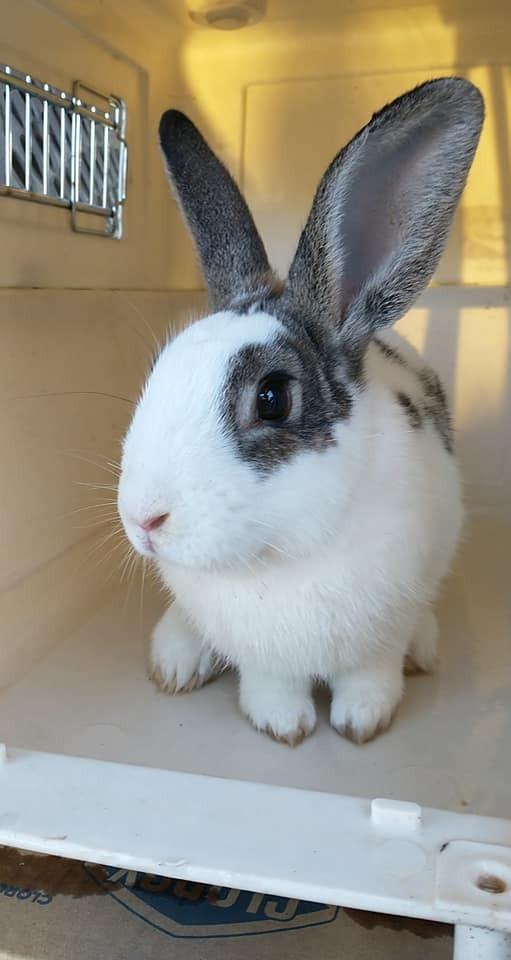 Enlarge Nougat, a Adopted Bunny Rabbit in Ocala, FL image 3/3