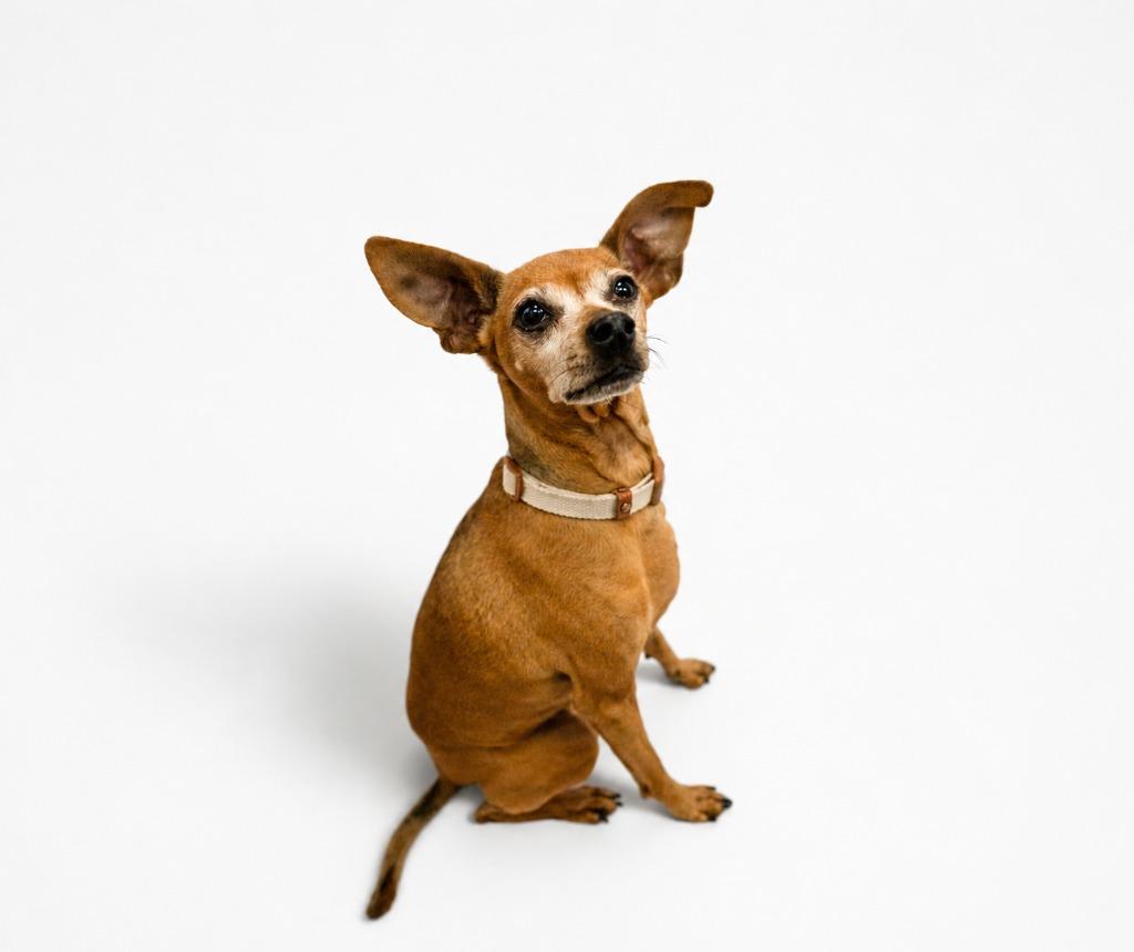 Mindy, Adoptable, Senior Female Chihuahua.