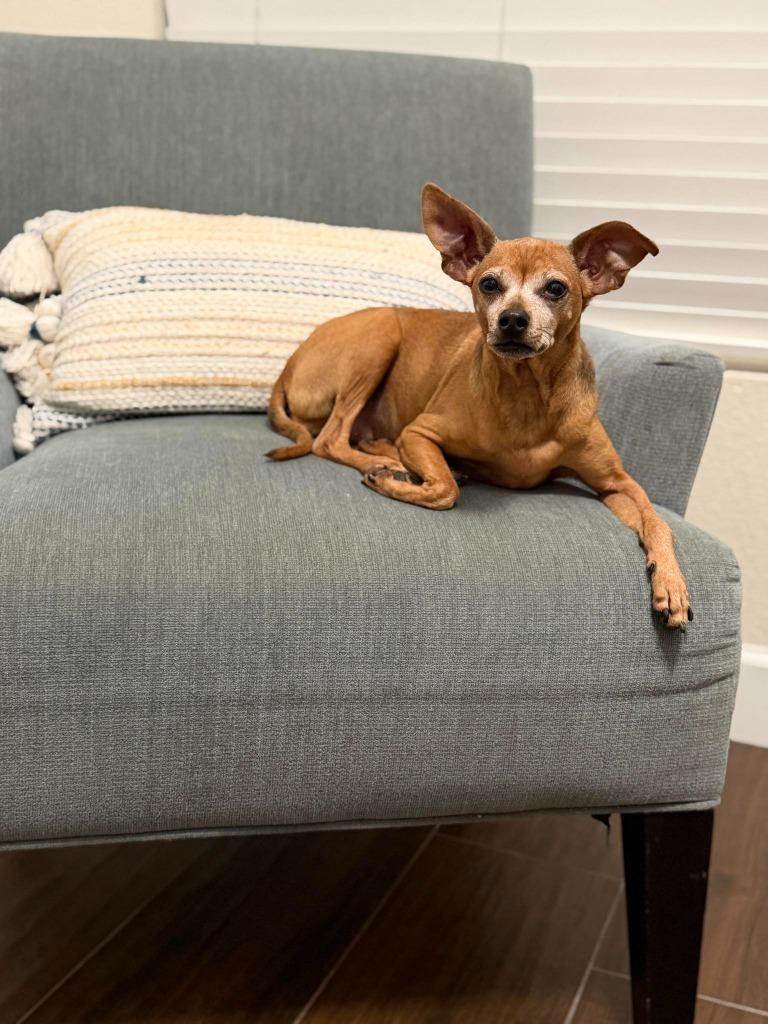 Mindy, Adoptable, Senior Female Chihuahua.