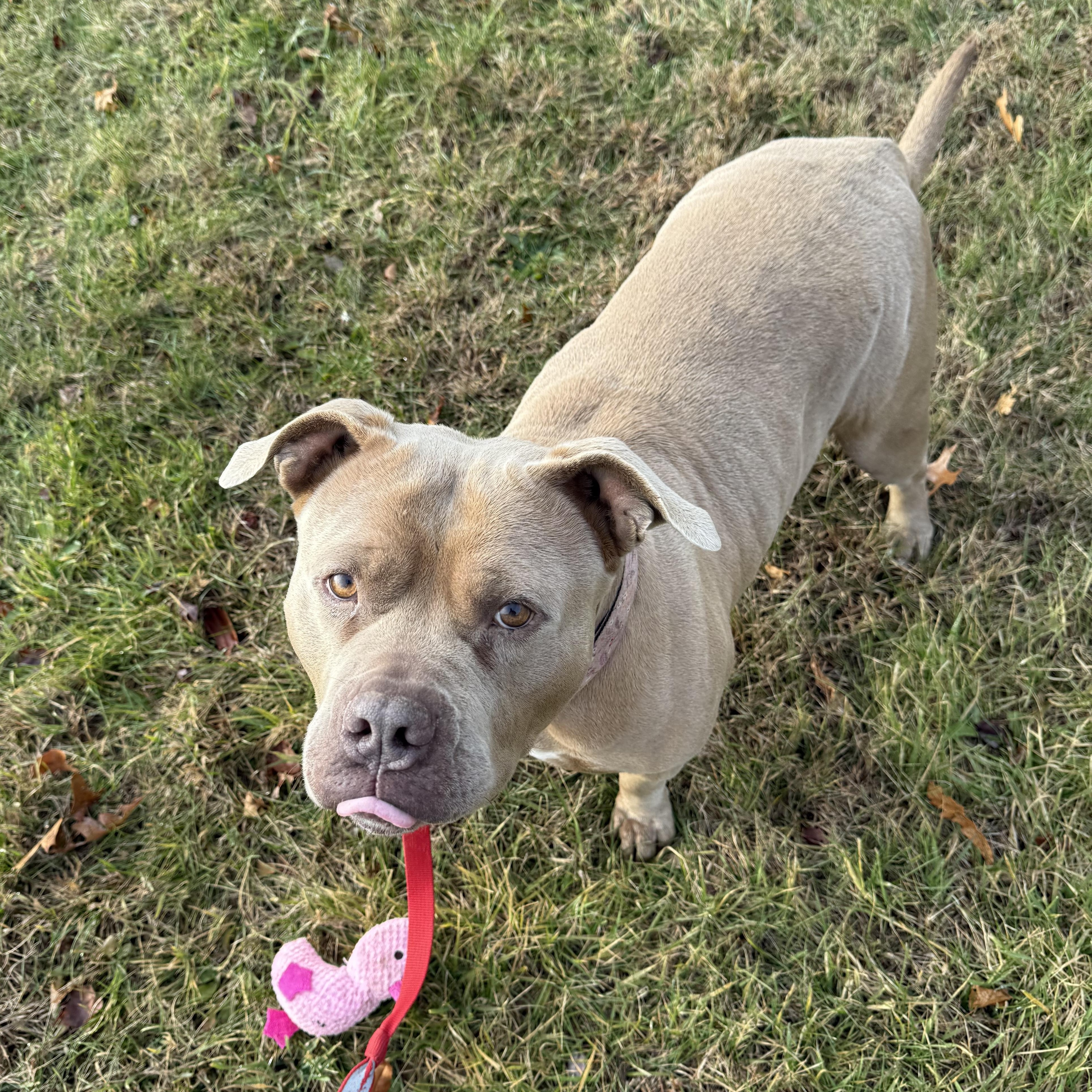 Enlarge Cinnamon Roll, a Adoptable mixed breed in Exeter, RI image 6/6