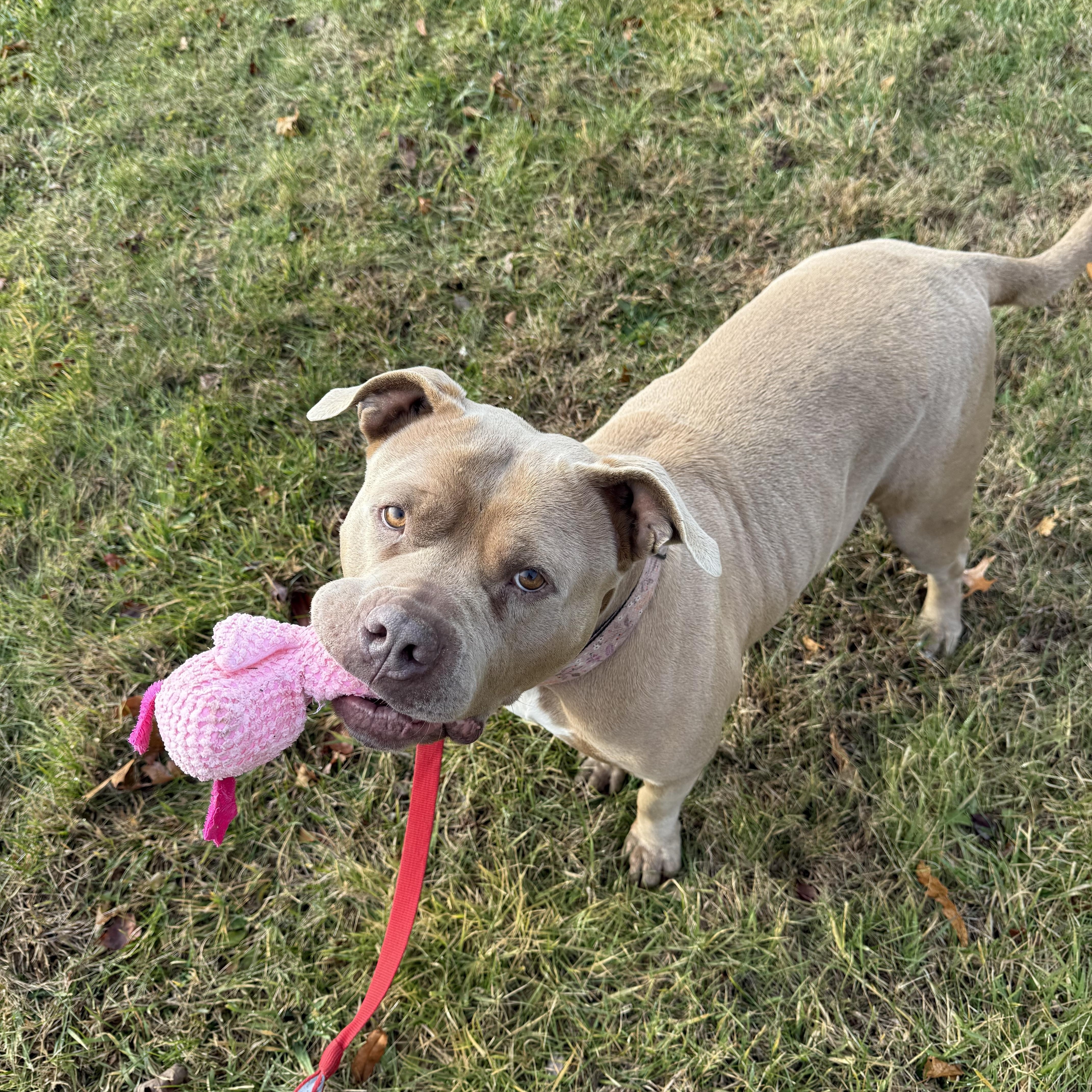Enlarge Cinnamon Roll, a Adoptable mixed breed in Exeter, RI image 4/6