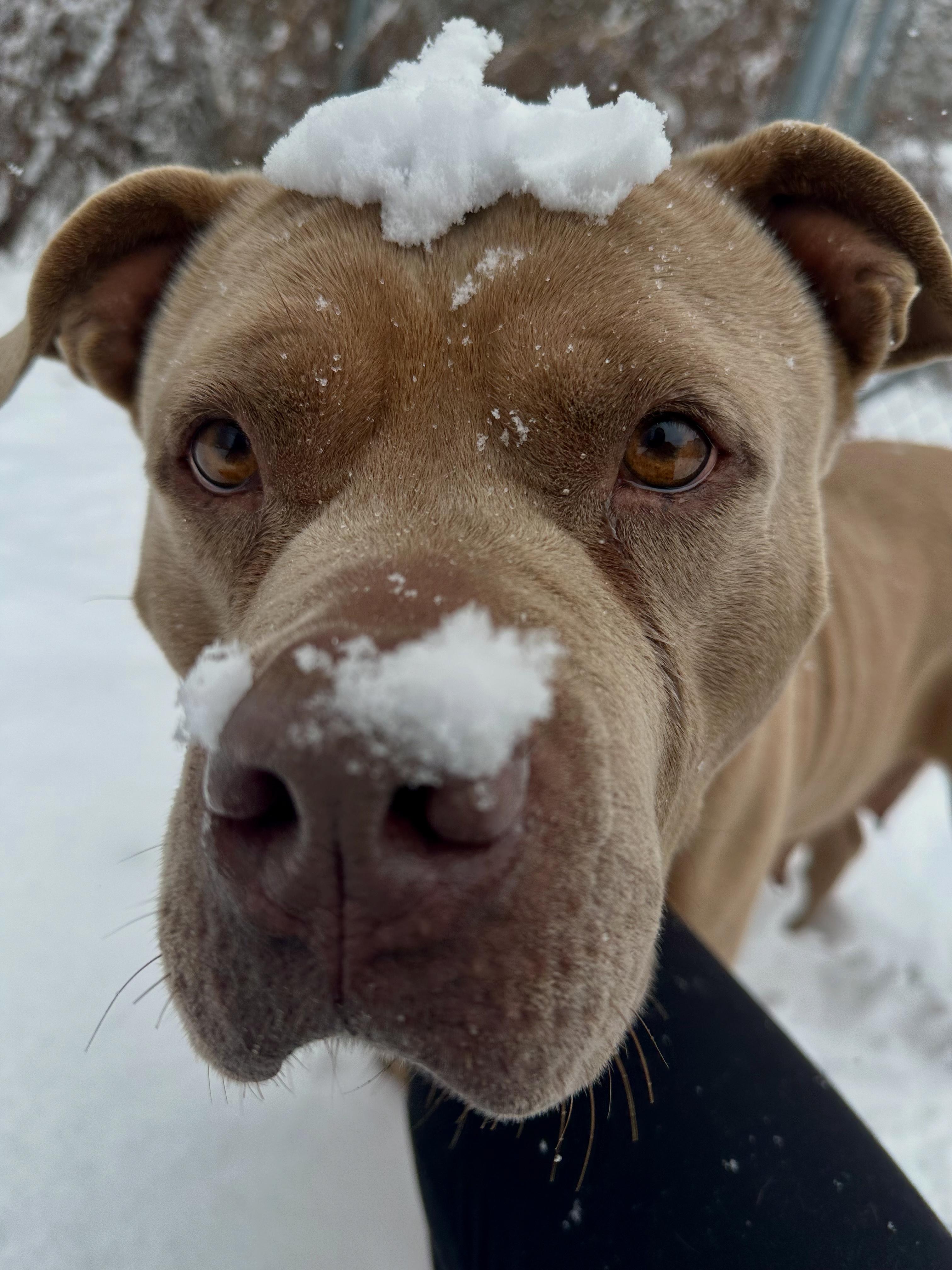 Enlarge Cinnamon Roll, a Adoptable mixed breed in Exeter, RI image 2/6