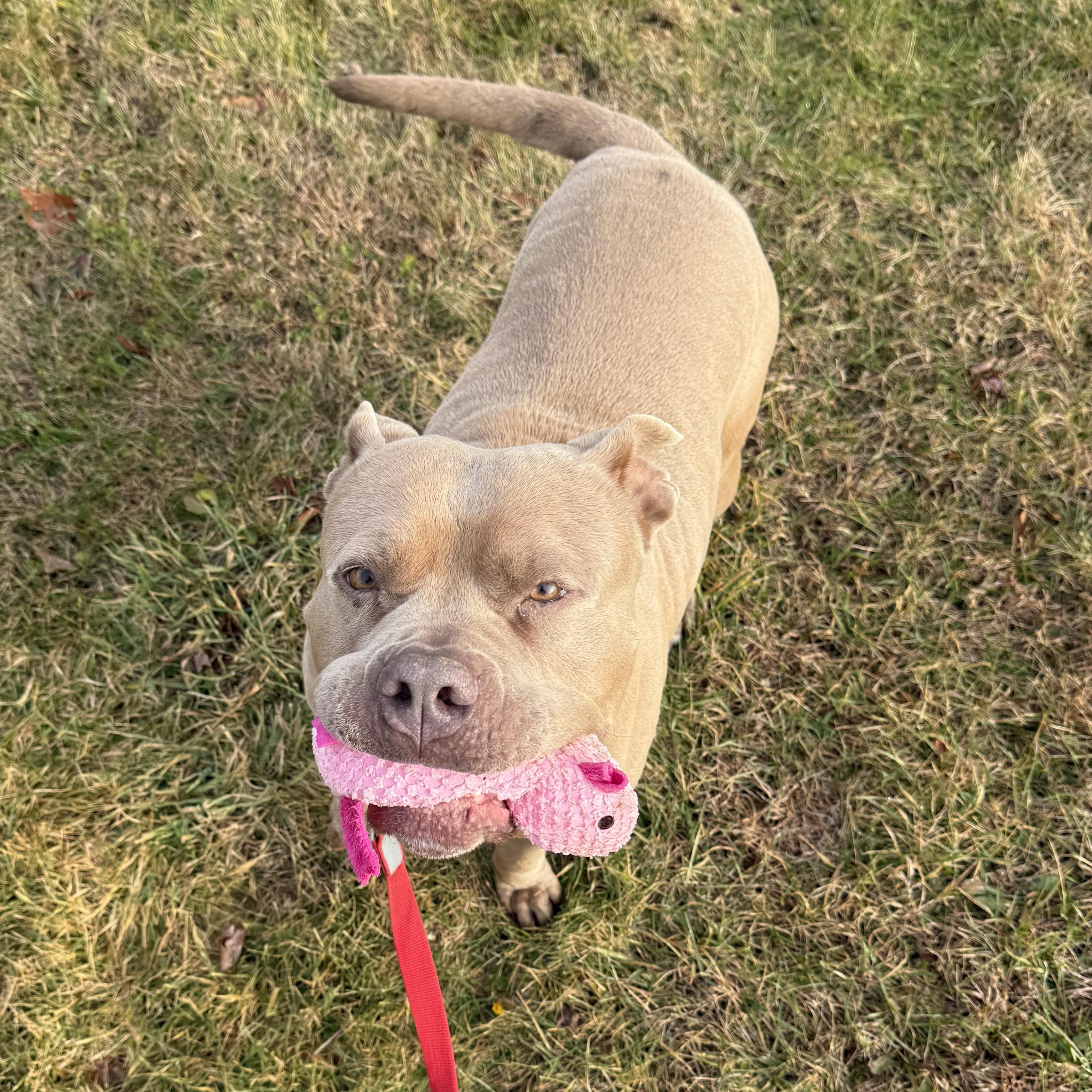 Enlarge Cinnamon Roll, a Adoptable mixed breed in Exeter, RI image 5/6